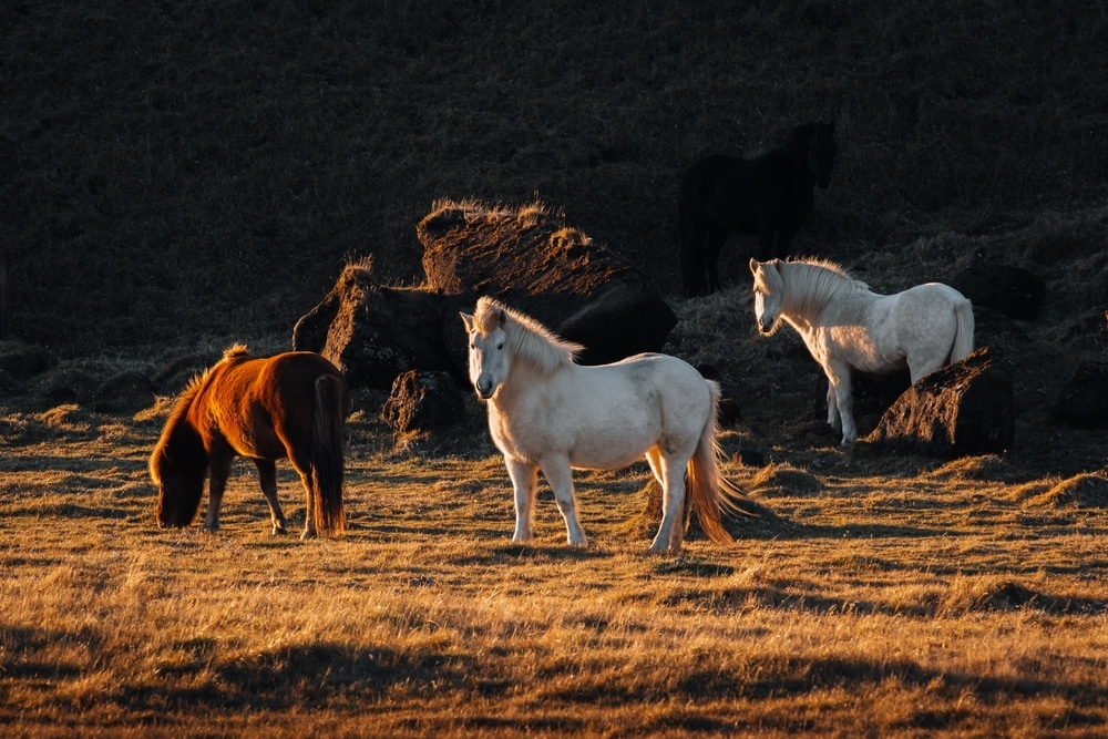 Icelandic Cute Horses Grazing With Natural Light