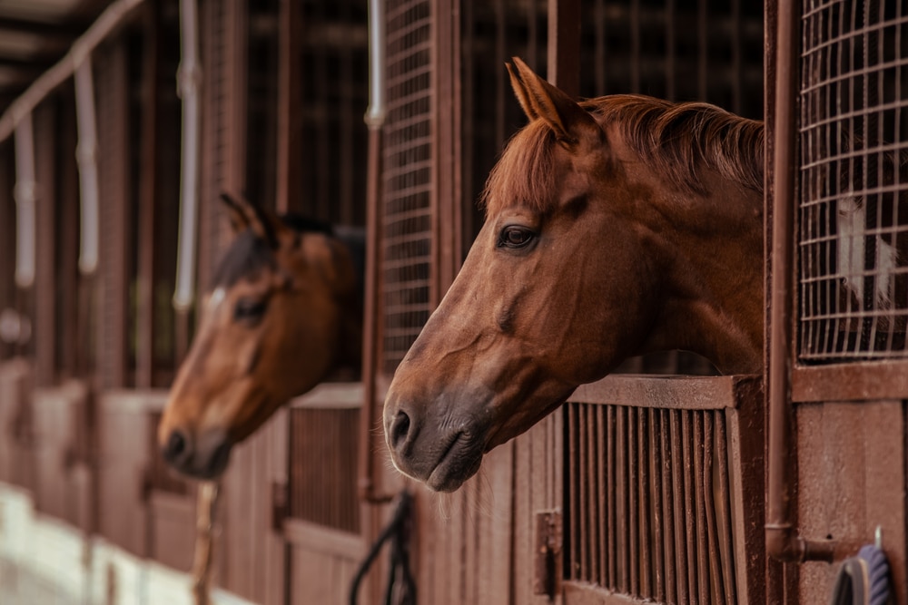 Portrait Of A Bay Horse Looking Out Of The Stall