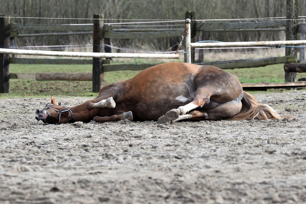 A Brown Horse Rolls On The Ground A Mature Mare