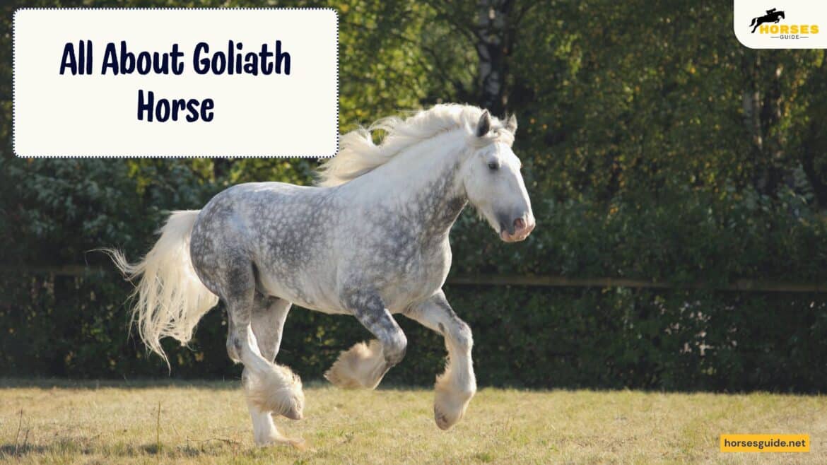 All About Goliath Horse ( )
