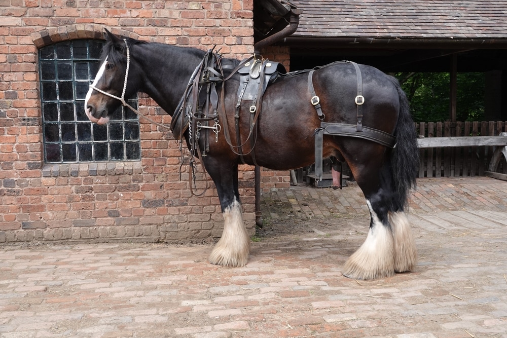 An 18 hand Shire horse with Tack ready to pull a cart.