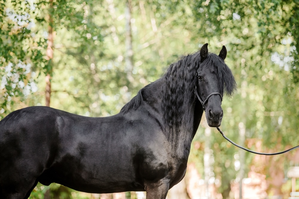 Beautiful Andalusian Horse In Field