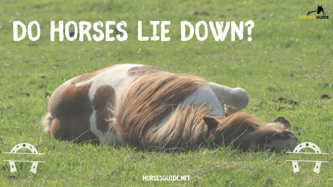 Do Horses lie down