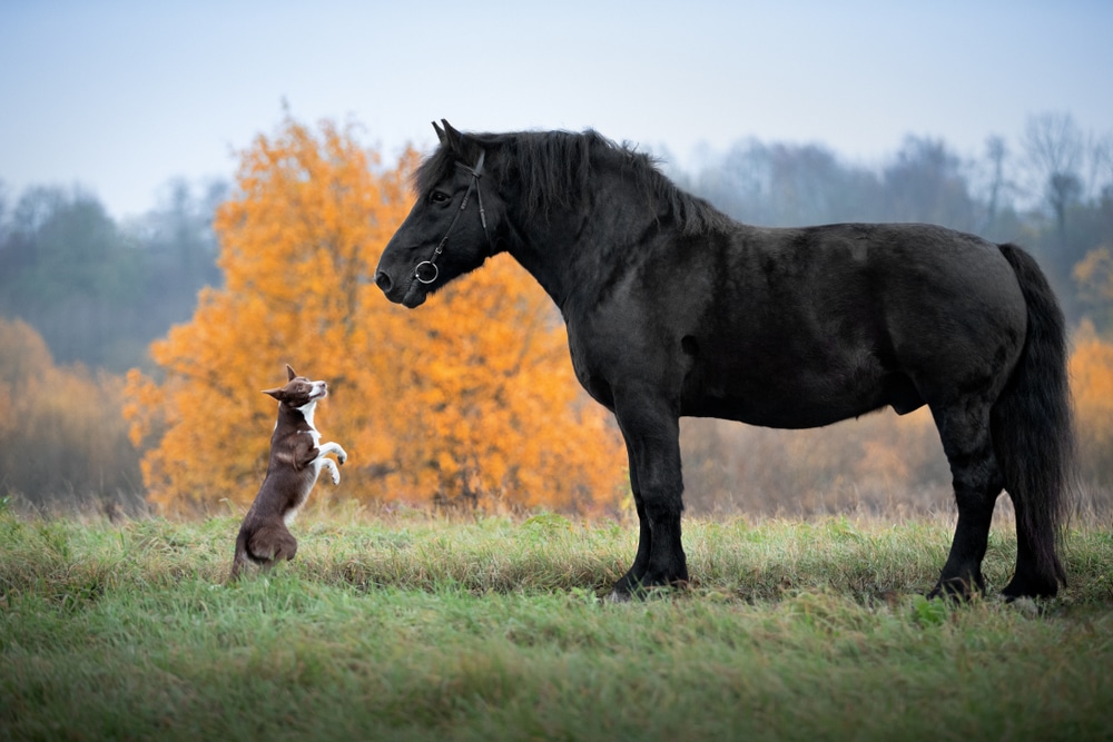 Dog Breed Border Collie And Horse Breed Percheron In Autumn