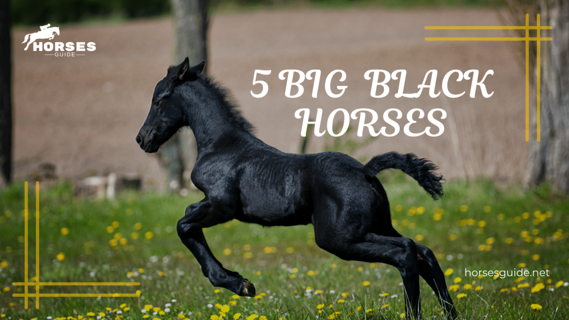 Guide to Big Black Horses ( )