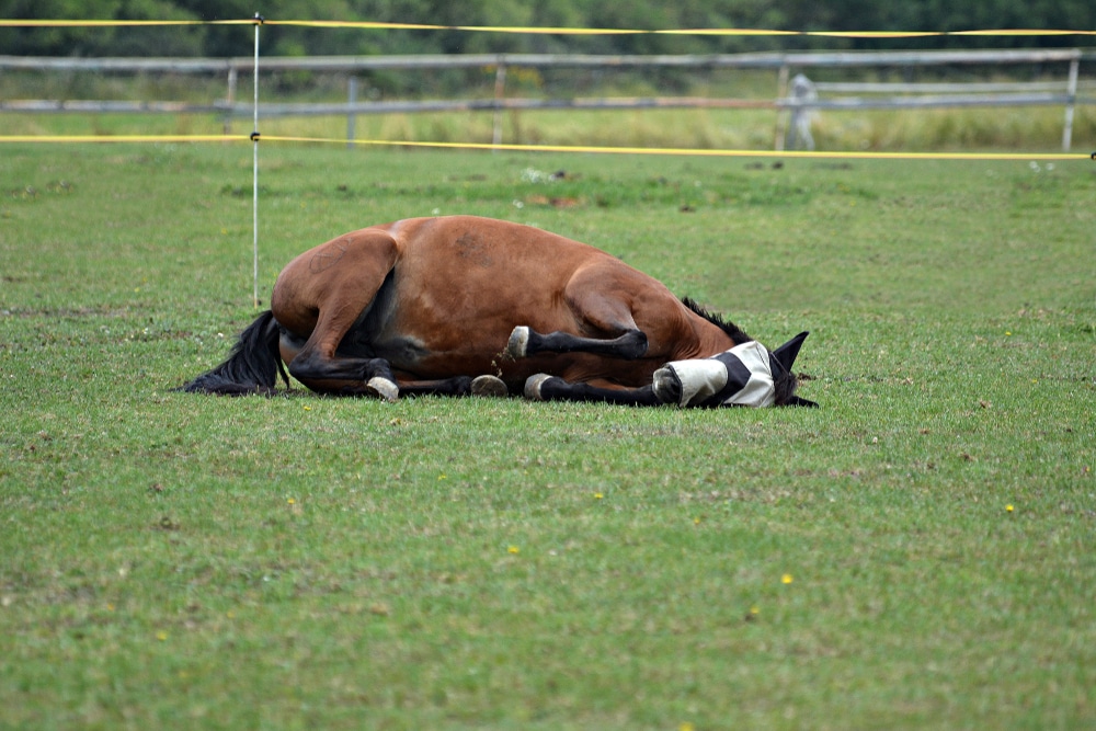 Happy Horse Is Rolling On Pasture