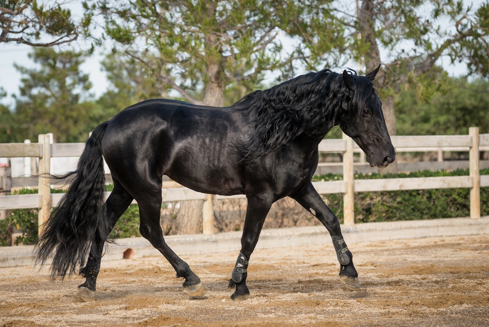 A Black Murgese Horse Trots In A Sand Arena