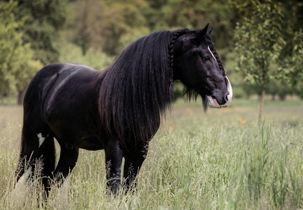 Shire Horse Black Brown Spring Field