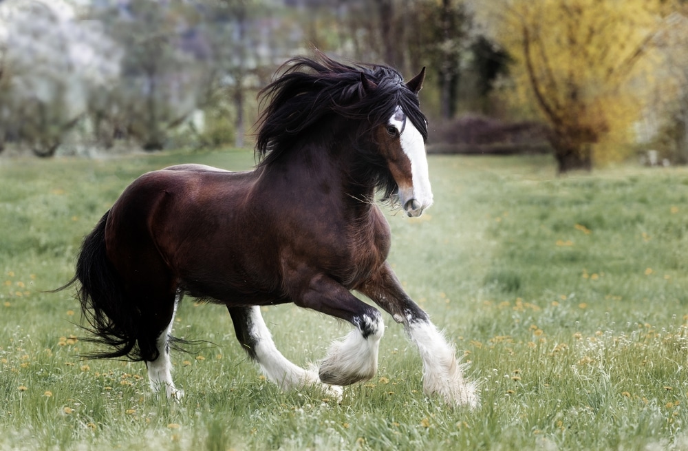 Shire Horse Black Brown Spring Field