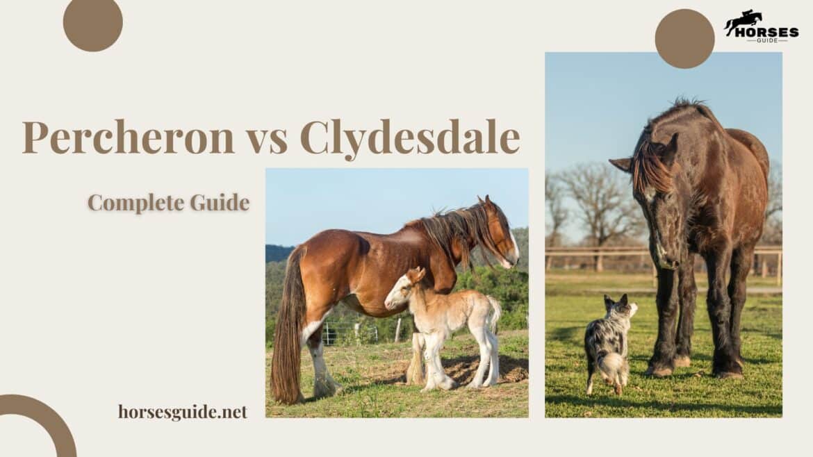A Complete Guide to Percheron vs Clydesdale