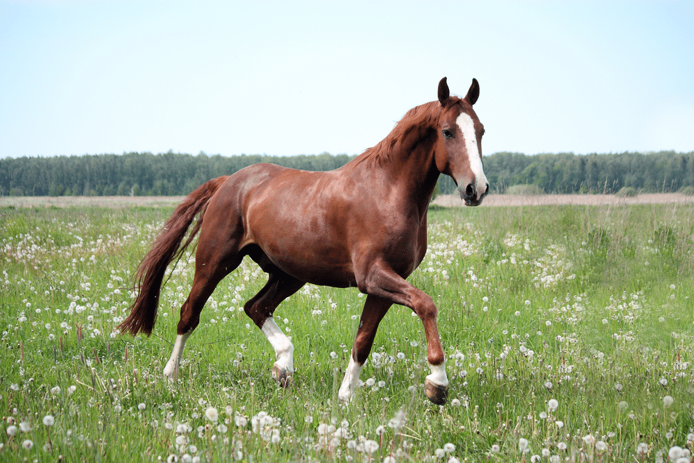 Beautiful free gaited horse trotting at the field with flowers