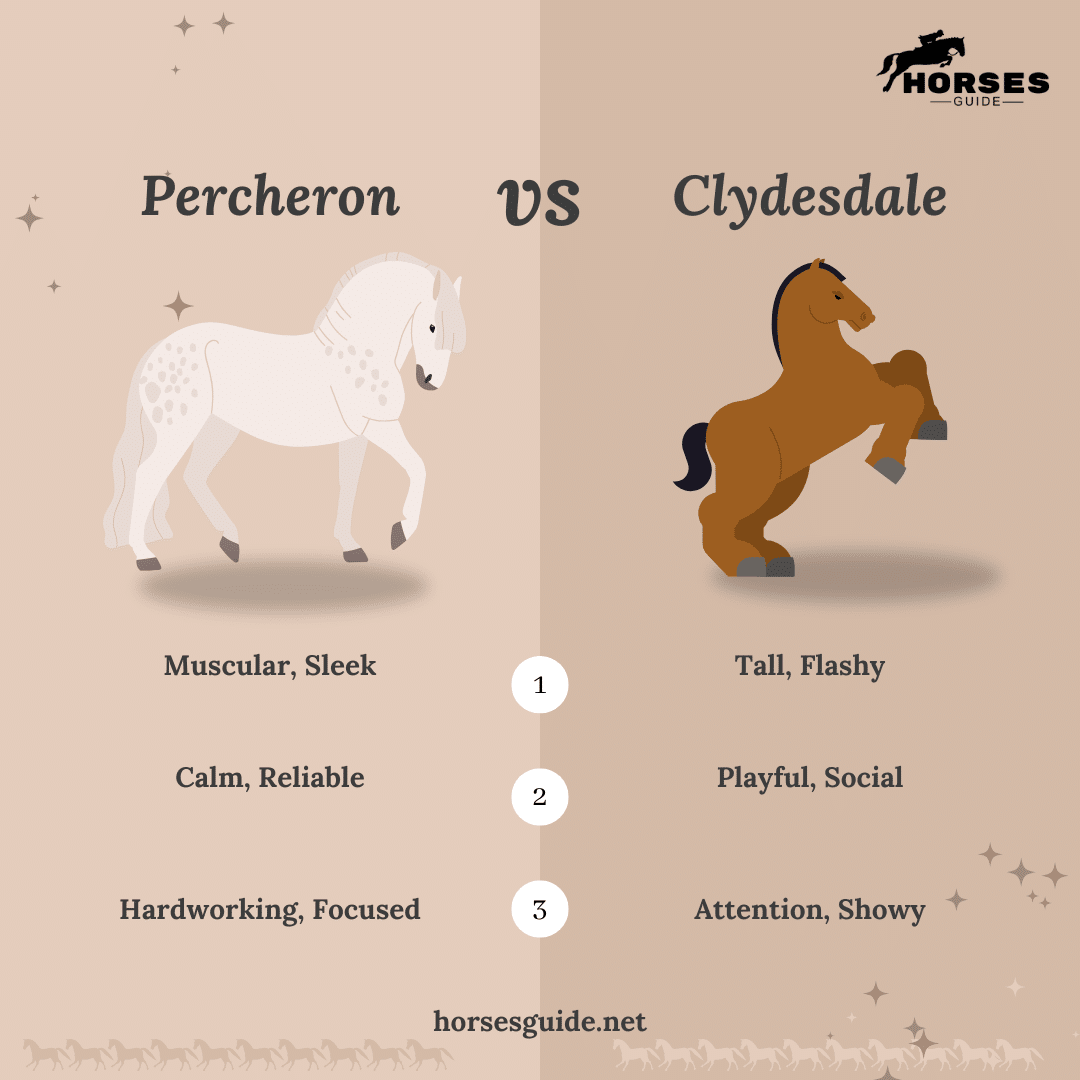 Difference between Percheron & Clydesdale