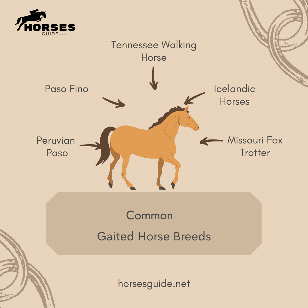 Gaited Horse Breeds infographic