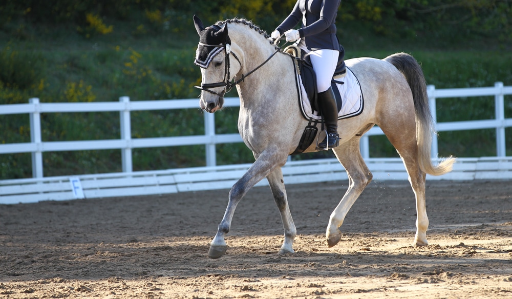 Horse mold with rider in a dressage test in the gait step with lifted leg, photographed in the neckline.