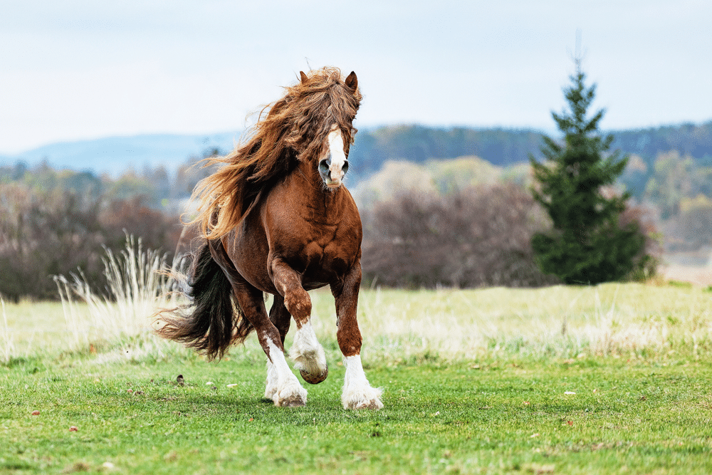 Portrait of a brown stallion Percheron with beautiful mane and harness on autumn land