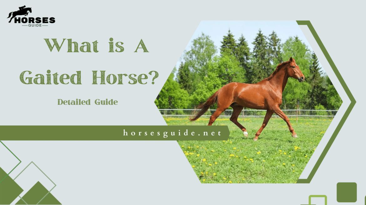 What is A Gaited Horse All You Need to Know ( )