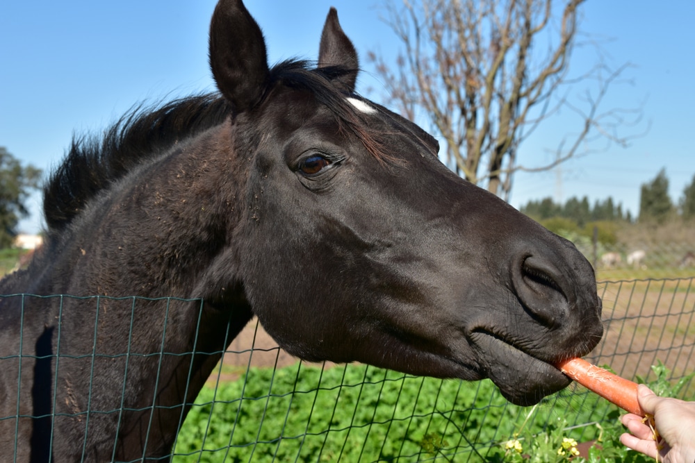 close up of a horse eating carrot 