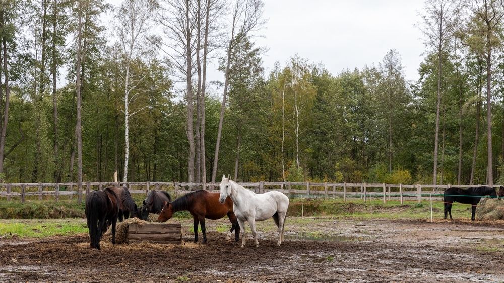 Herd of horses eating hay from a hay rack in a paddock in the free-range stable. 