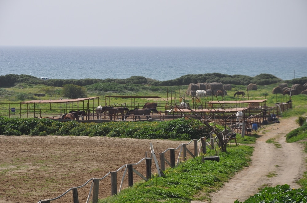 Scenic Horse Paddocks Near The Seaside