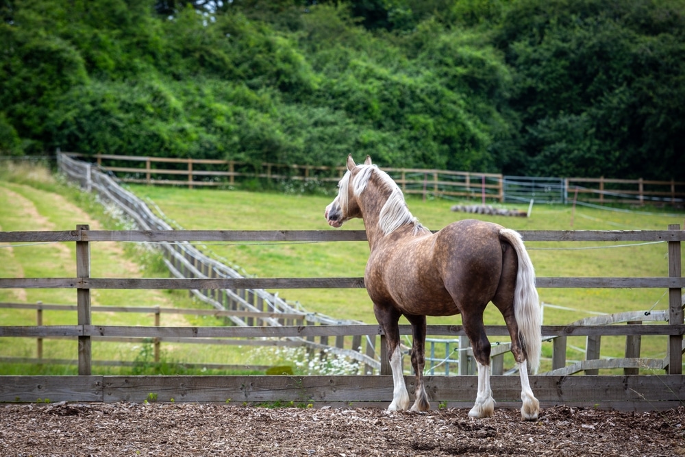 stallion in a paddock standing at the edge